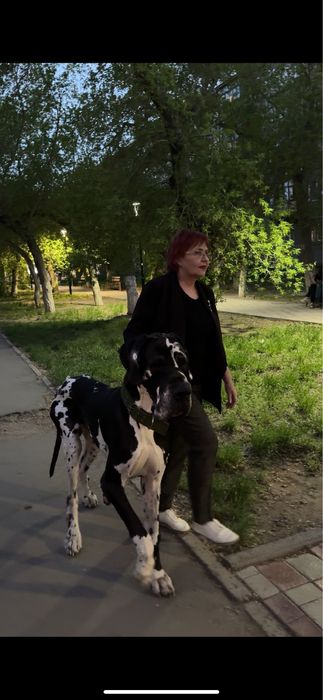 Вязка Немецкий Дог