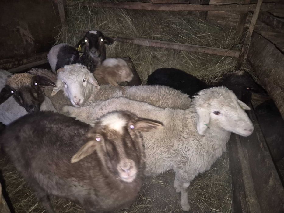 Срочно продам баран