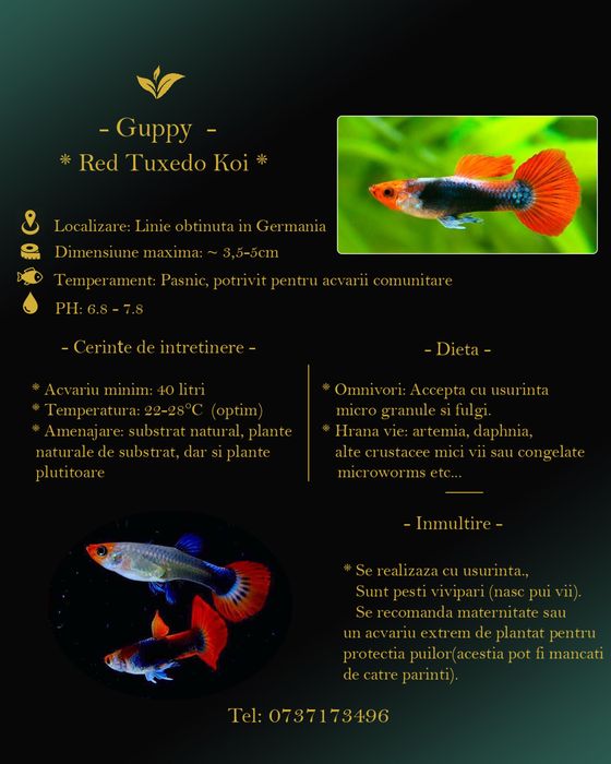 Sewellia/Ciclide Parrot Blue/Guppy Red tuxedo Koi/Creveti rosii/Pesti ornamentali acvariu