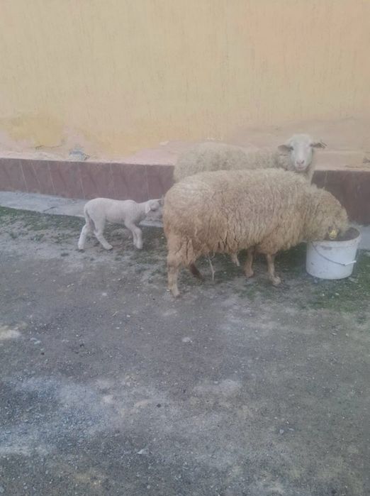 Қозылы қой бағасы 100.000тг