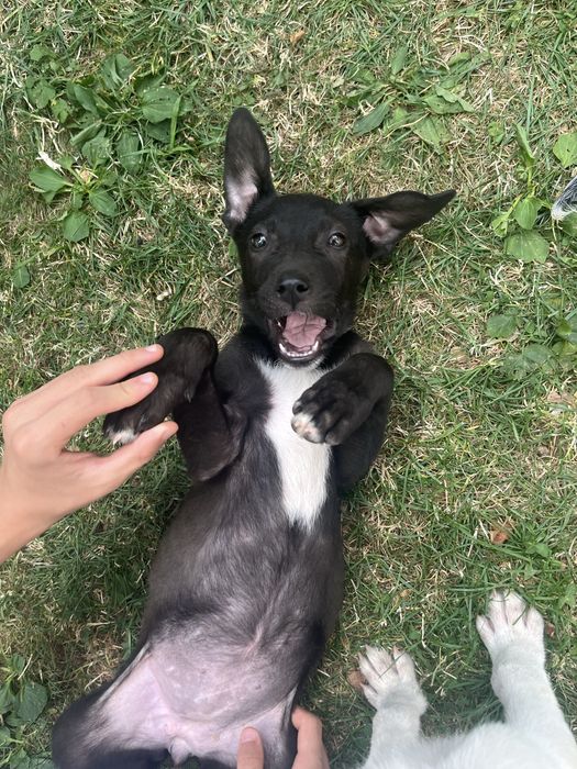 Pui de catelusi adoptie