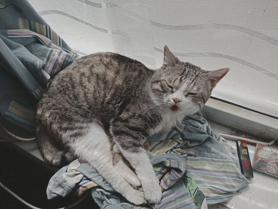 Срочна адам хароши руку кошку