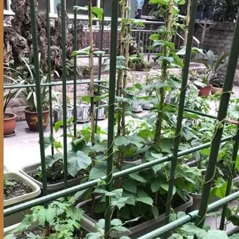 Колче за домати и други растения