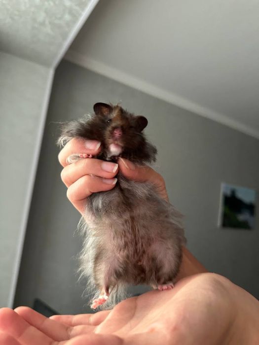 Продам сирийских хомячков в хорошие руки