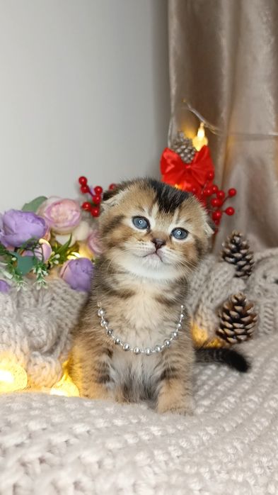 Вислоухие котята. Скотиш фолд