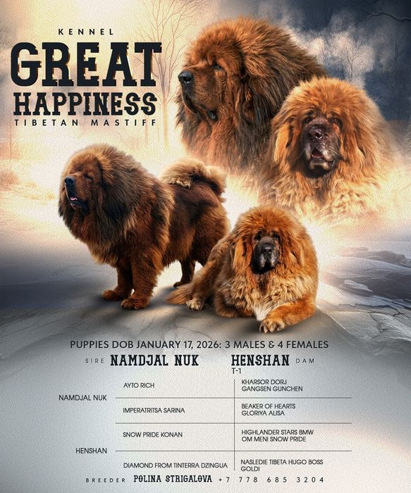 ТИБЕТСКИЙ МАСТИФ — Самая Статусная Порода в Мире
Есть