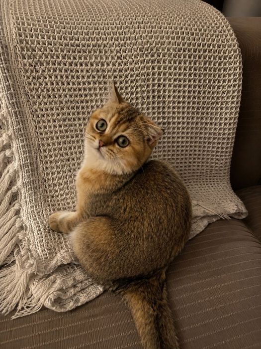 Продаётся котенок девочка Золотая Шиншилла!!!