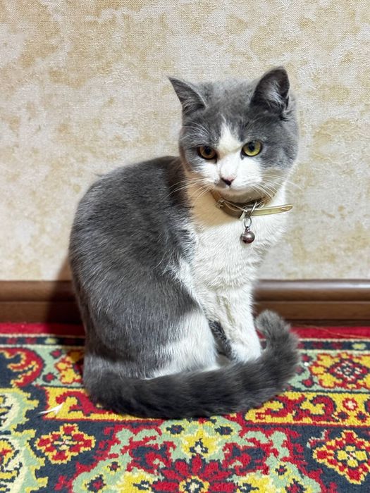 Scottish strayt zotli mushuk