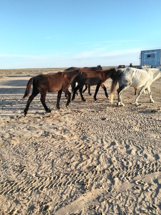 Жақсы Тайлар сатылады