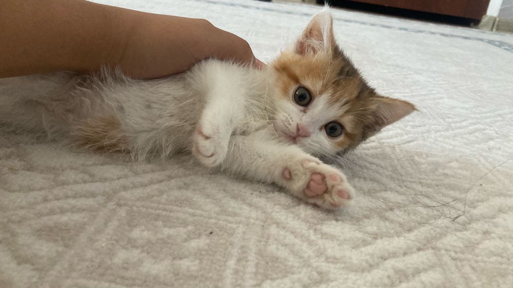 Шотландская прямоухая котенок