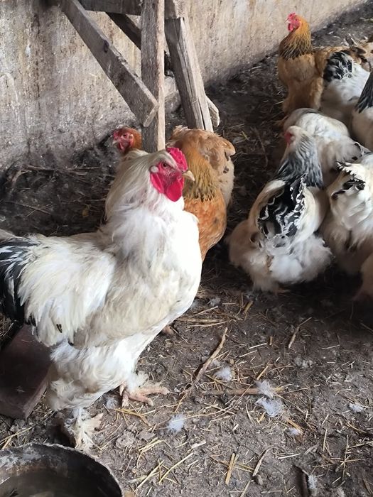 Продам клушки Брамы
