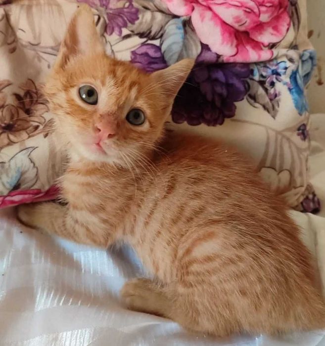 Котята отдам в добрые руки