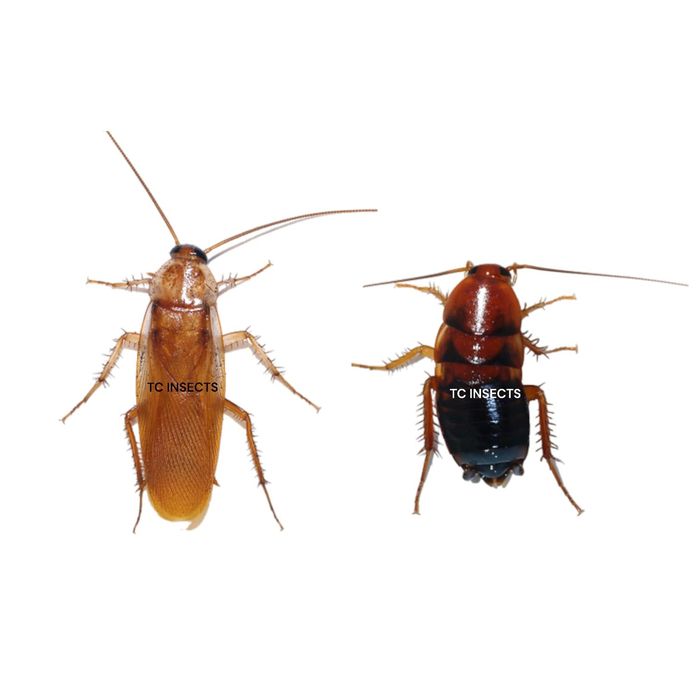 Hrana reptile ( mealworms / viermi de faina , blatta lateralis / turkmenistan roach,  soareci de  laborator )