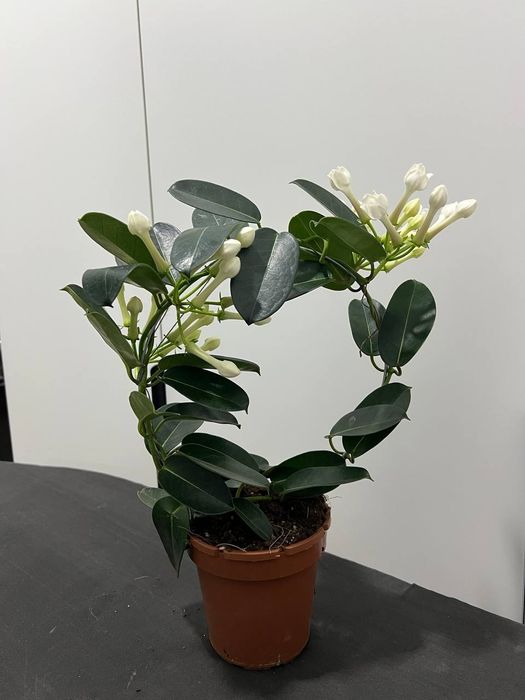 Жасмин голланд Стефанотис