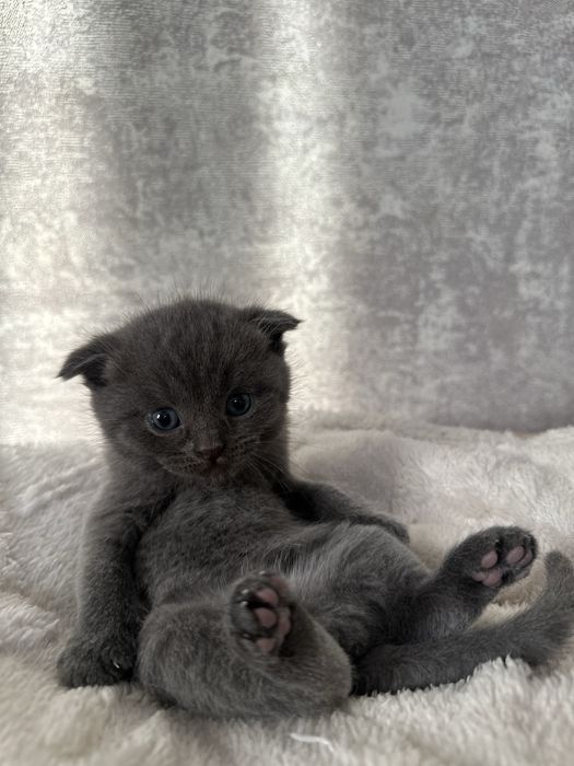 Милая вислоухая кошечка девочках