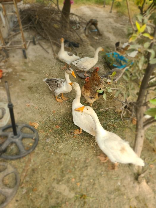 G'oz sotiladi 9 dona