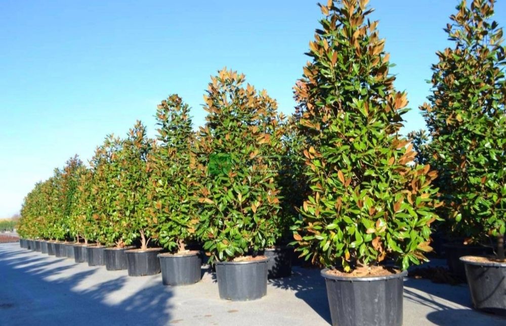 Магнолия уруги, семена магнолии