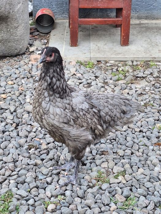 Puicute si cocosi Australorp