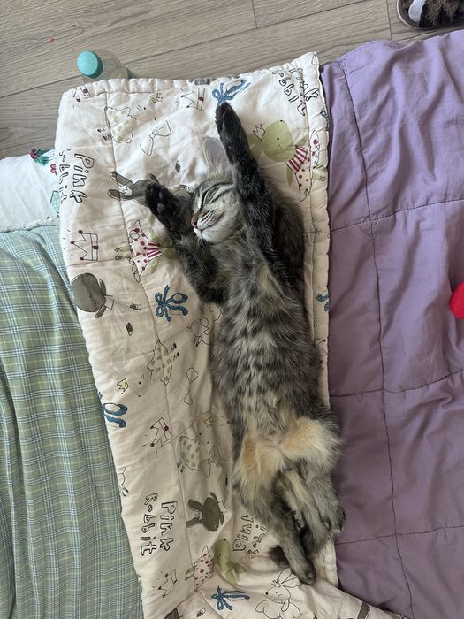 Отдам котенка в добрые руки