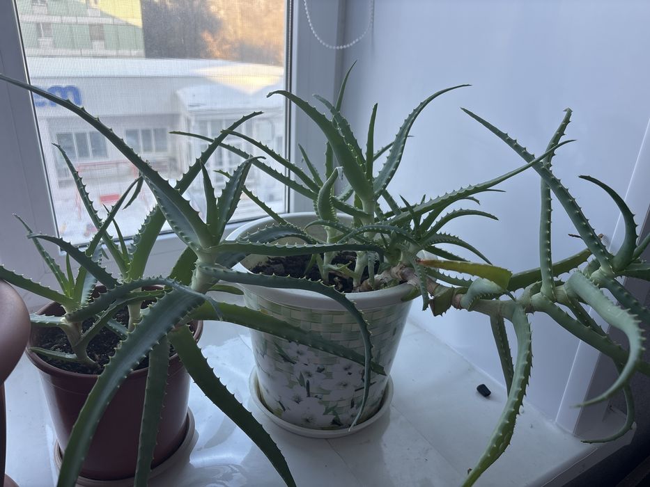 Алоэ лечебный 4000