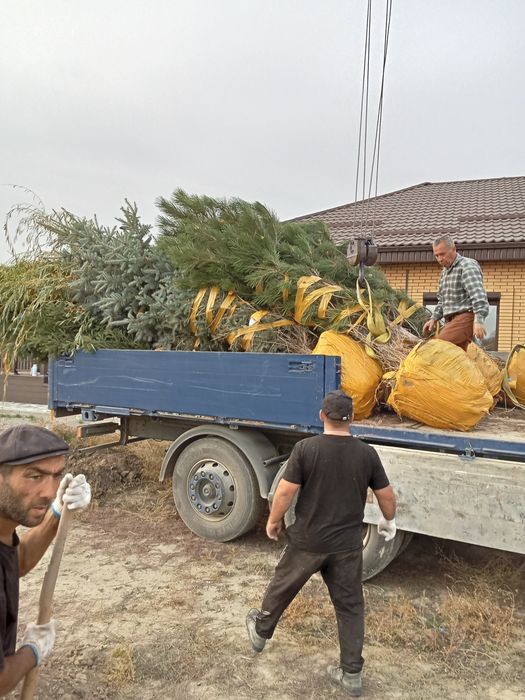Пересадка посадка крупномеров