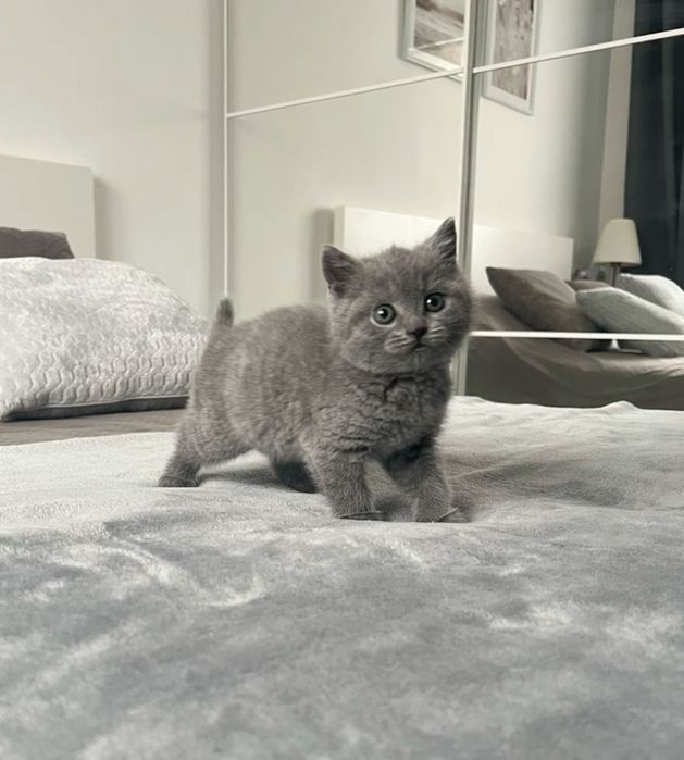 Скоттиш Страйтики