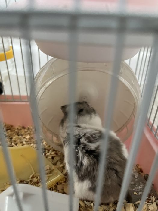 Продам хомяков с клеткой