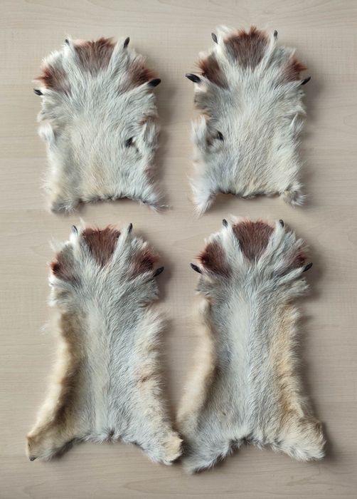 Волк, лапа волка