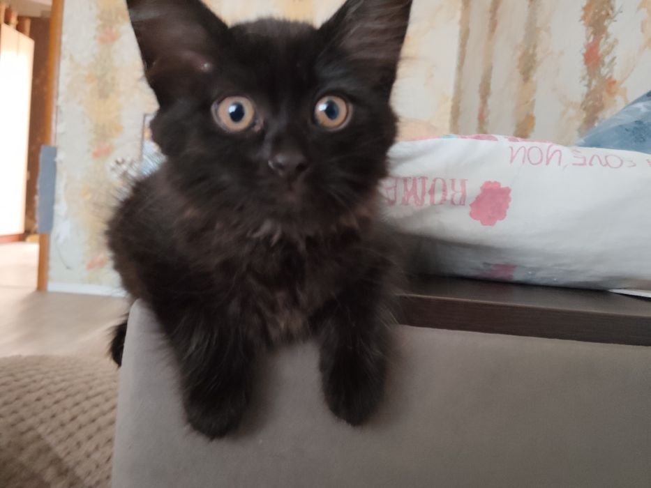 Котенок, девочка
