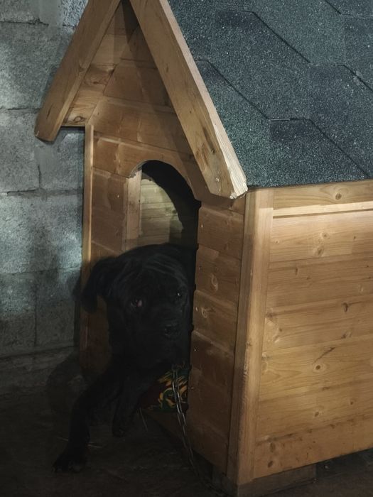 Кобель Кане-Корсо в добрые руки.