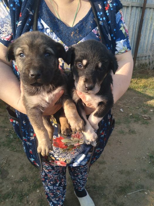 Продам щенков немецкой овчарки. Остались 2 девочки.