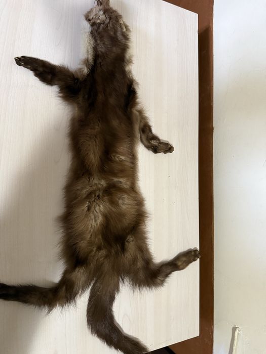 Продавам препарирана кожа белка, пор