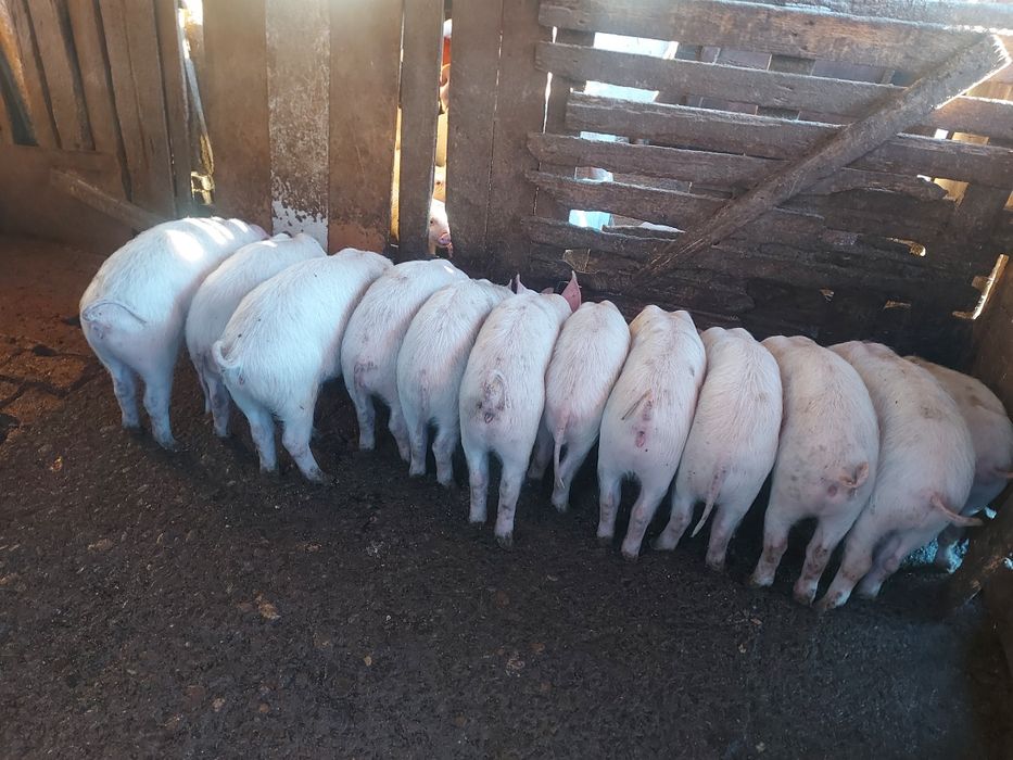 Малки прасенца за угояване