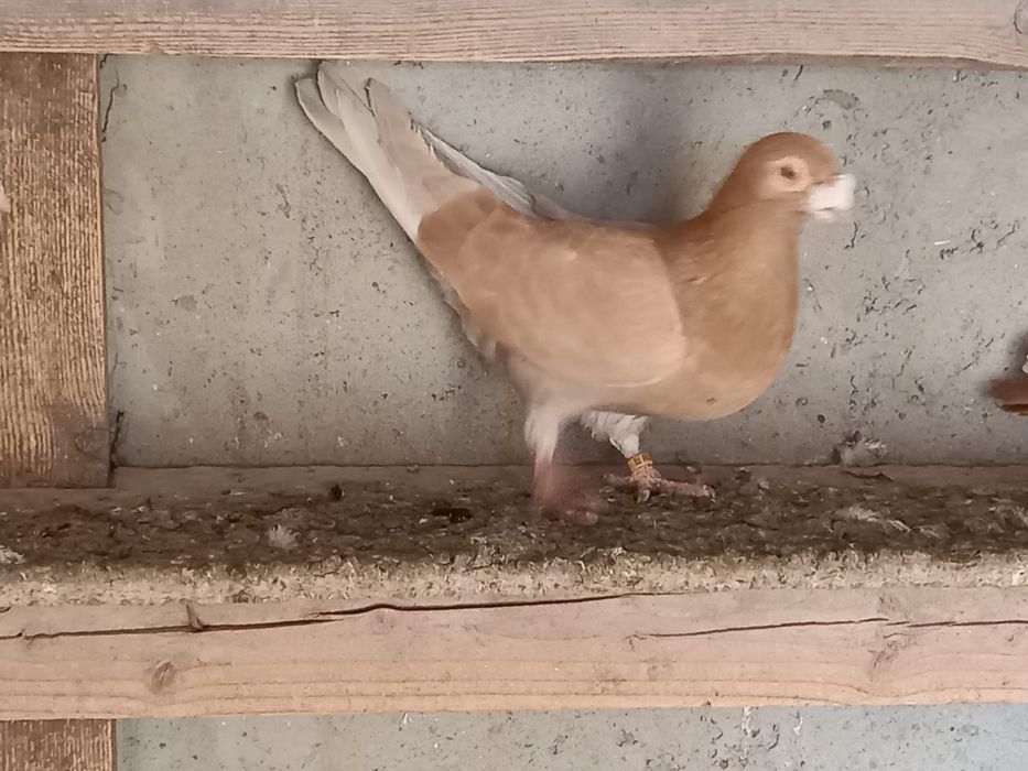 De vânzare porumbei voiajori stil vechi