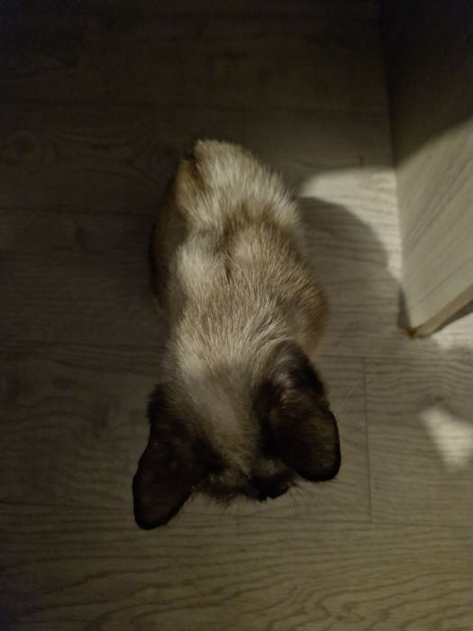 Потерялась кошка, имя ее Мышка