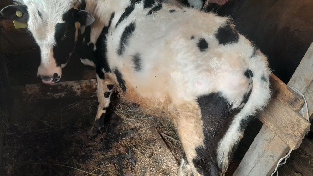 Продам Бычков 3 штук