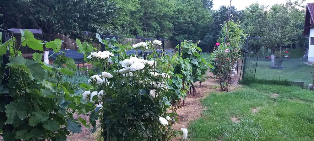 Vind casa si teren in Poenari-Giurgiu