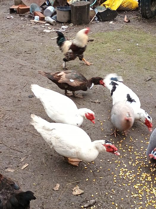 Rățoi Lesesti   muti