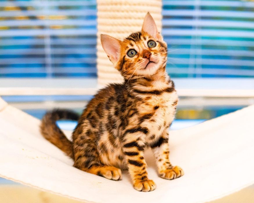 Бенгальские клубные котята