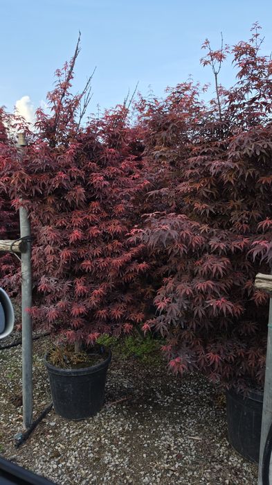 Cedru- artar rosu- photinia - eunomius- leylandi