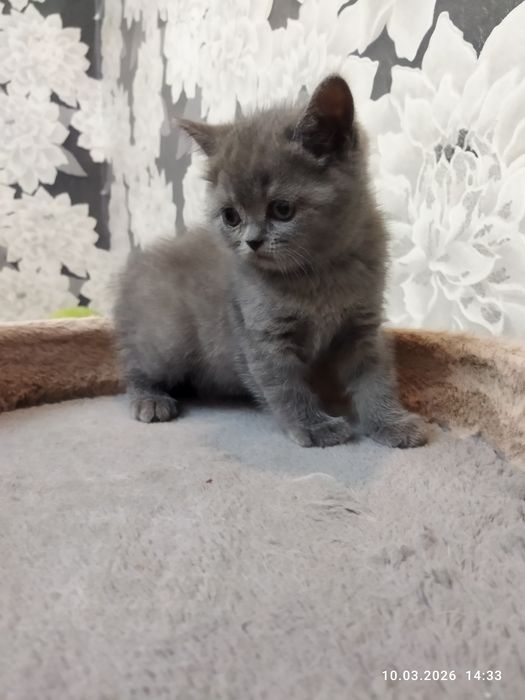 Продается шотландский котёнок Скотиш страйт