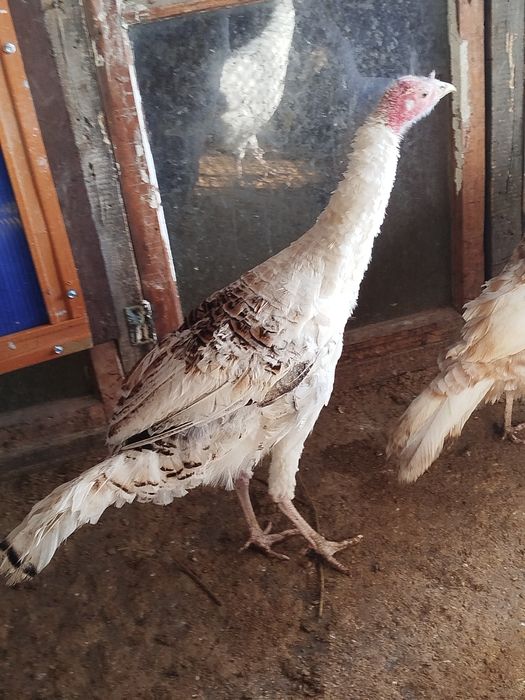 Продам молодых индюков самцов