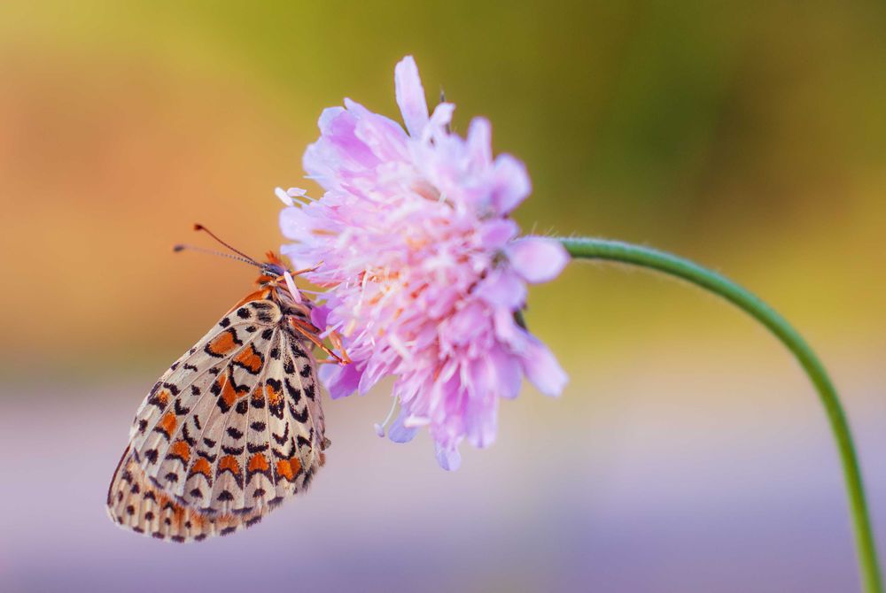 Nikon D200 & Micro-NIKKOR 55mm 1:3.5 AI