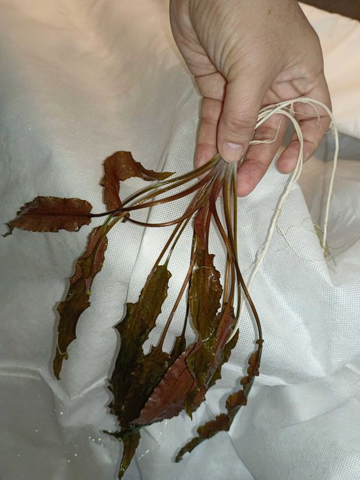 Красная крипкарина