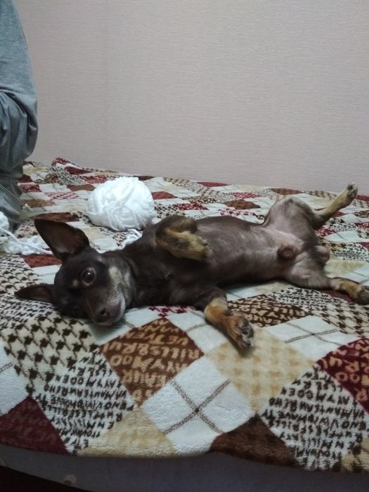 ВЯЗКА . Карликовый Пинчер