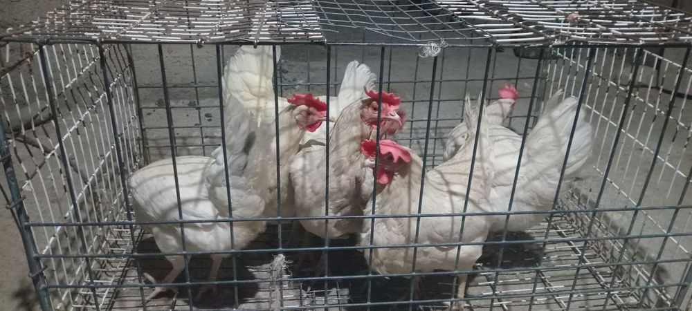 Ломан сенди товуклари