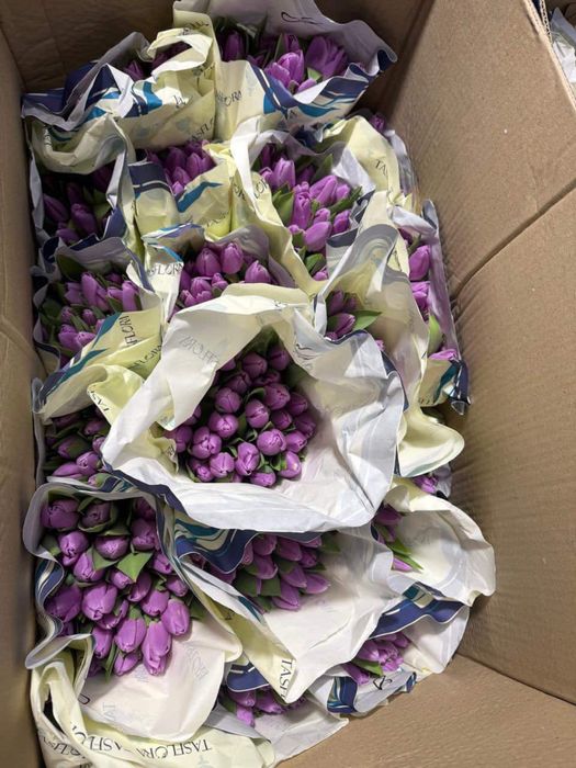 Тюльпаны, предзаказ, 700 тг