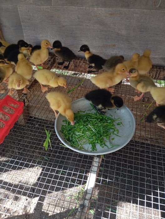 Продам утят 5 суток.