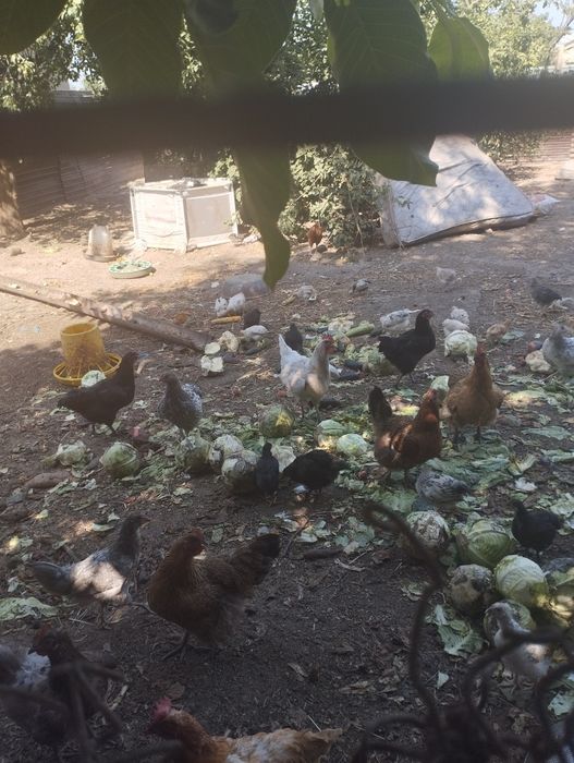 цыплята домашние