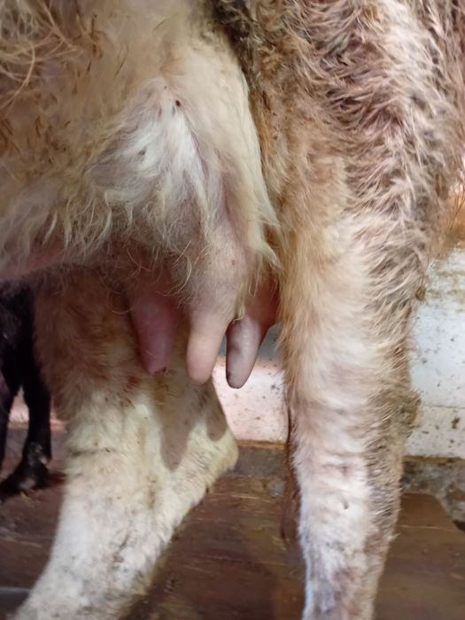 Бесінші тума Сүтті бұзаулы сиыр